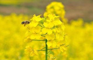 颖儿油菜花爆料了吗视频,颖儿油菜花爆料视频幕后真相揭晓 第1张 颖儿油菜花爆料了吗视频,颖儿油菜花爆料视频幕后真相揭晓 第1张